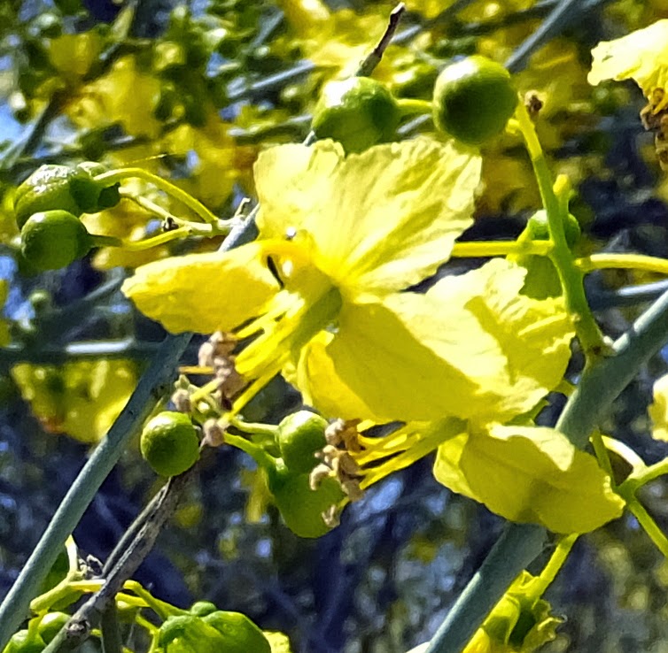 KL's Sonoran Nature Journal Palo Verde Glory