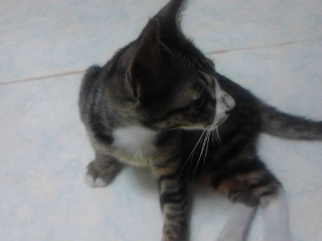 Capt Jang Cap Jang Cat 17 Arong Korean Short Hair 3 Months
