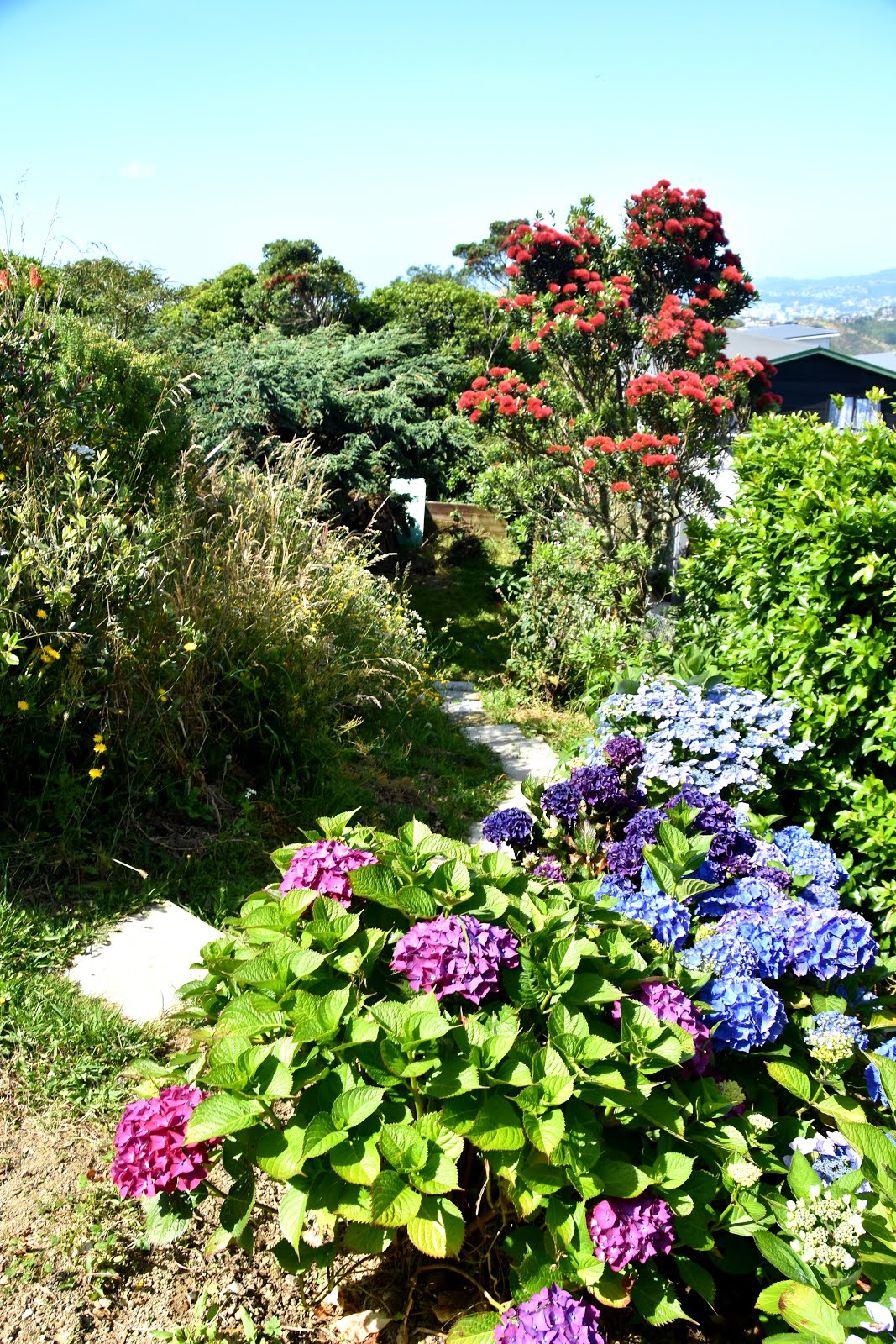 Down the garden path at back of house. Mischa's hydrangea plantings also going very well.