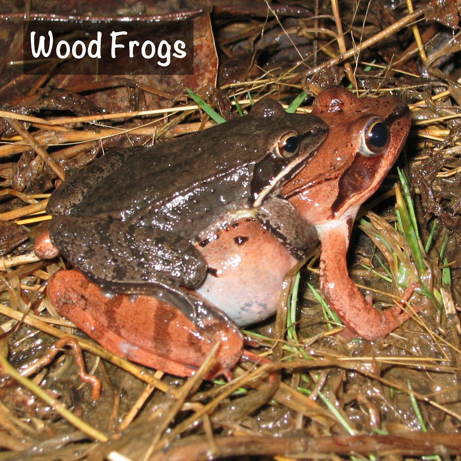 Illinois Natural History Survey Flirty Spring Frogs