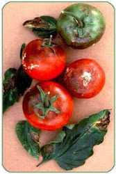 Article on Tomato Blight