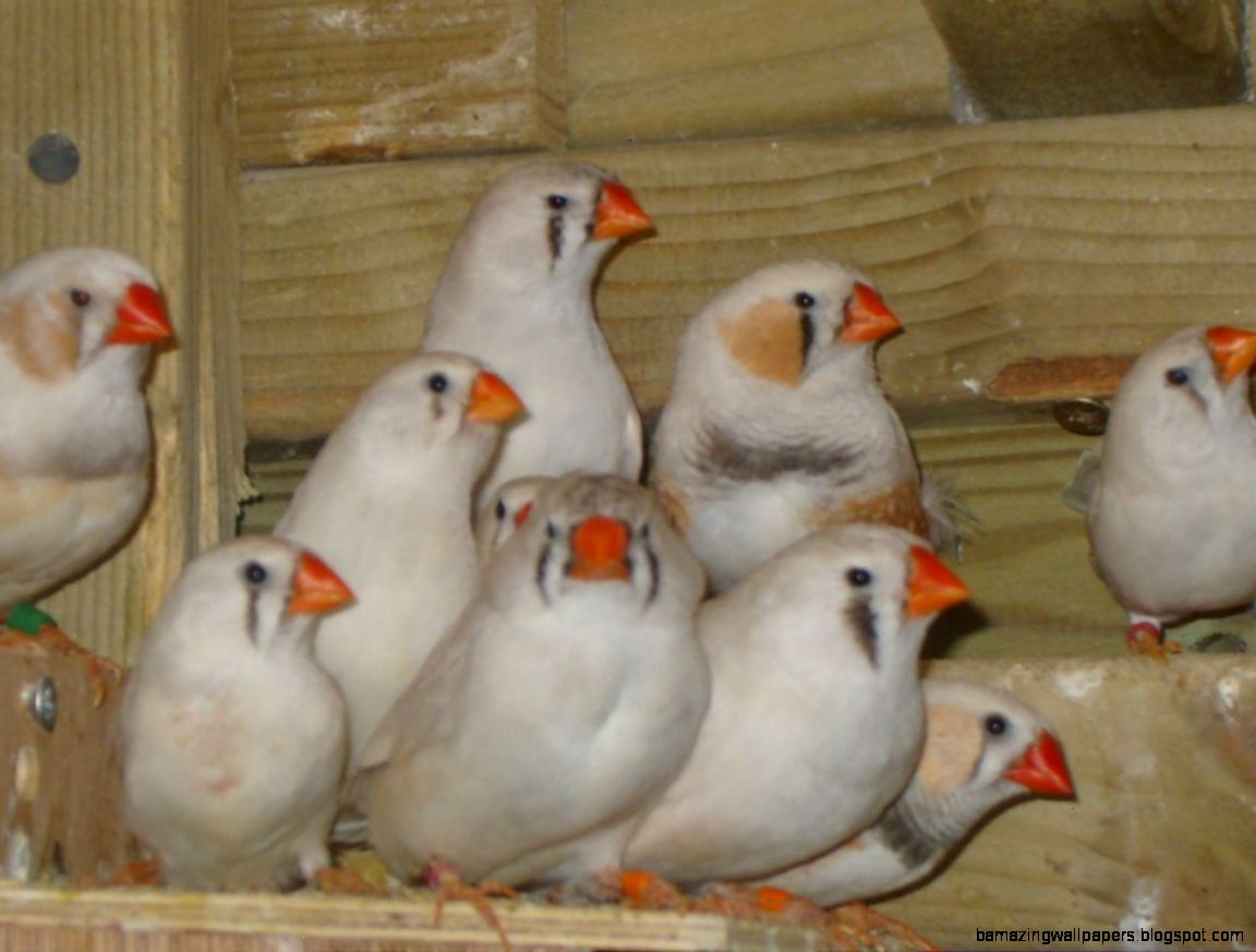 CFW Zebra Finches 26 in total Chesterfield Derbyshire Pets4Homes CFW Zebra Finches 26 in total Chesterfield Derbyshire Pets4Homes