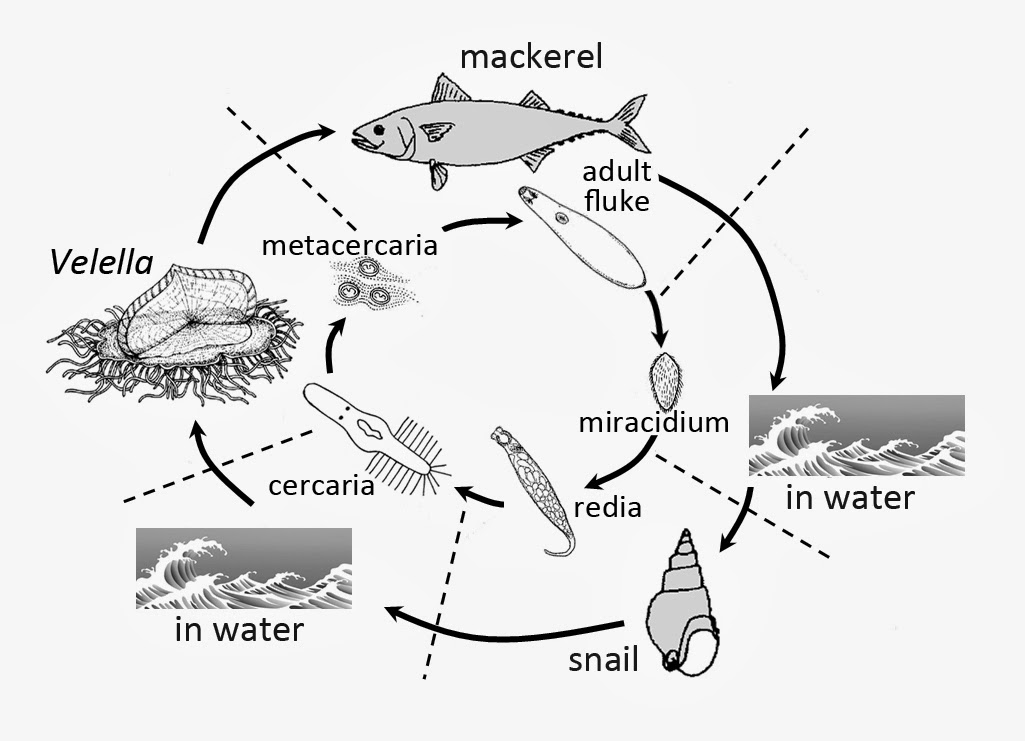 The Natural History of Bodega Head The Stowaway