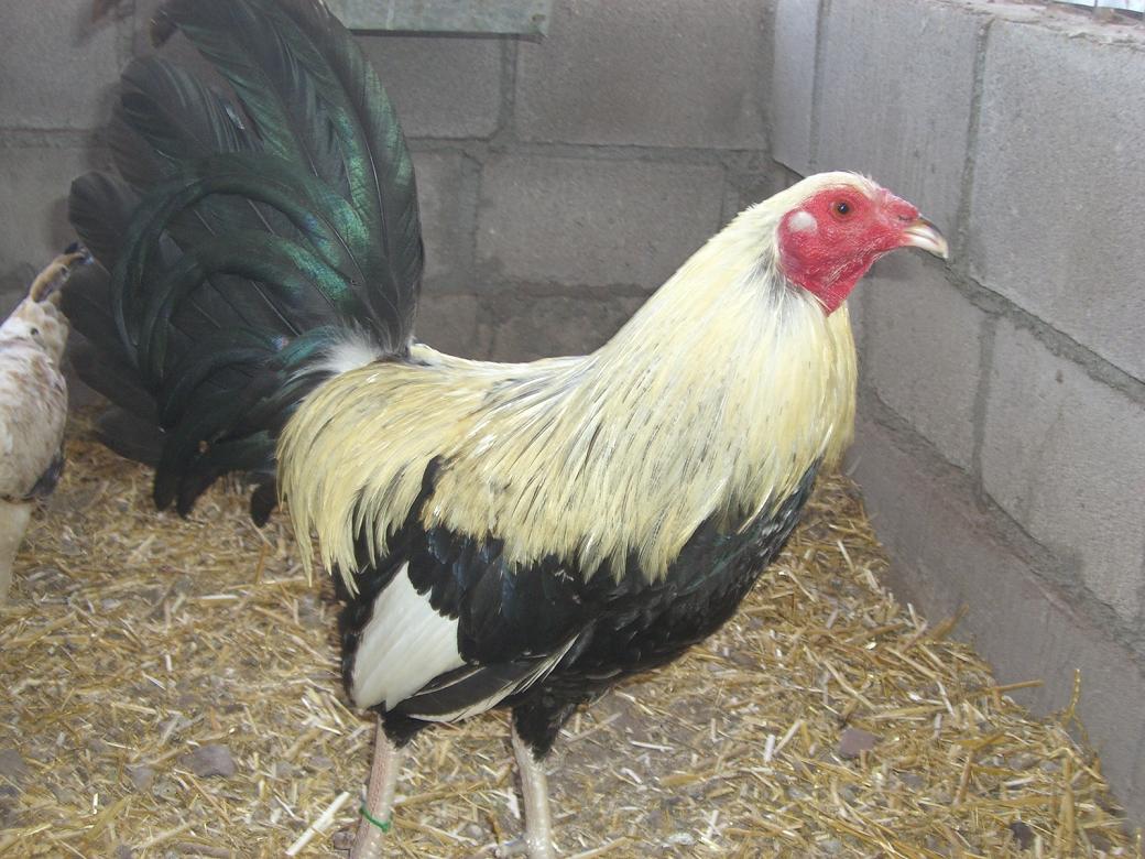 GALLOS FINOS GALLOS GIROS