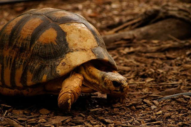royalty free picture turtle royalty free picture turtle