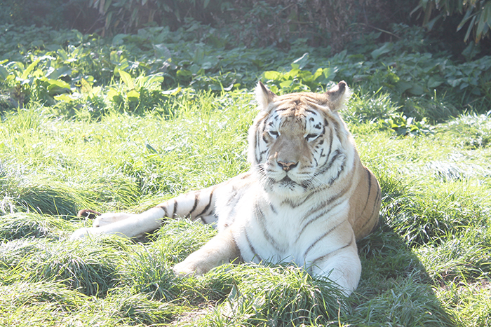 Tigers at Isle of Wight Zoo