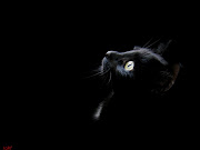 La filosofía es como estar en un cuarto oscuro buscando un gato negro. (gato negro)