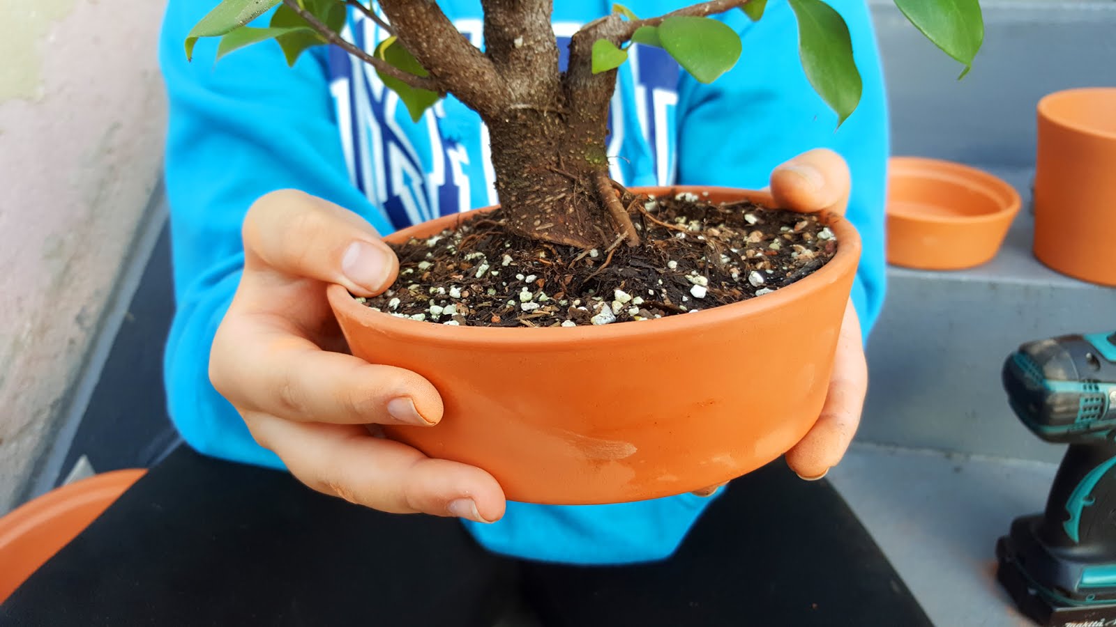 Bonsaimisadventures Ikea training bonsai pots, how to
