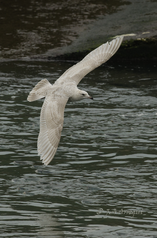 Gaviota groenlandesa, Larus galucoides kumlieni, Kumlien´s gull Gaviota groenlandesa, Larus galucoides kumlieni, Kumlien´s gull