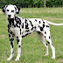 Lifespan of Dalmatian Dogs