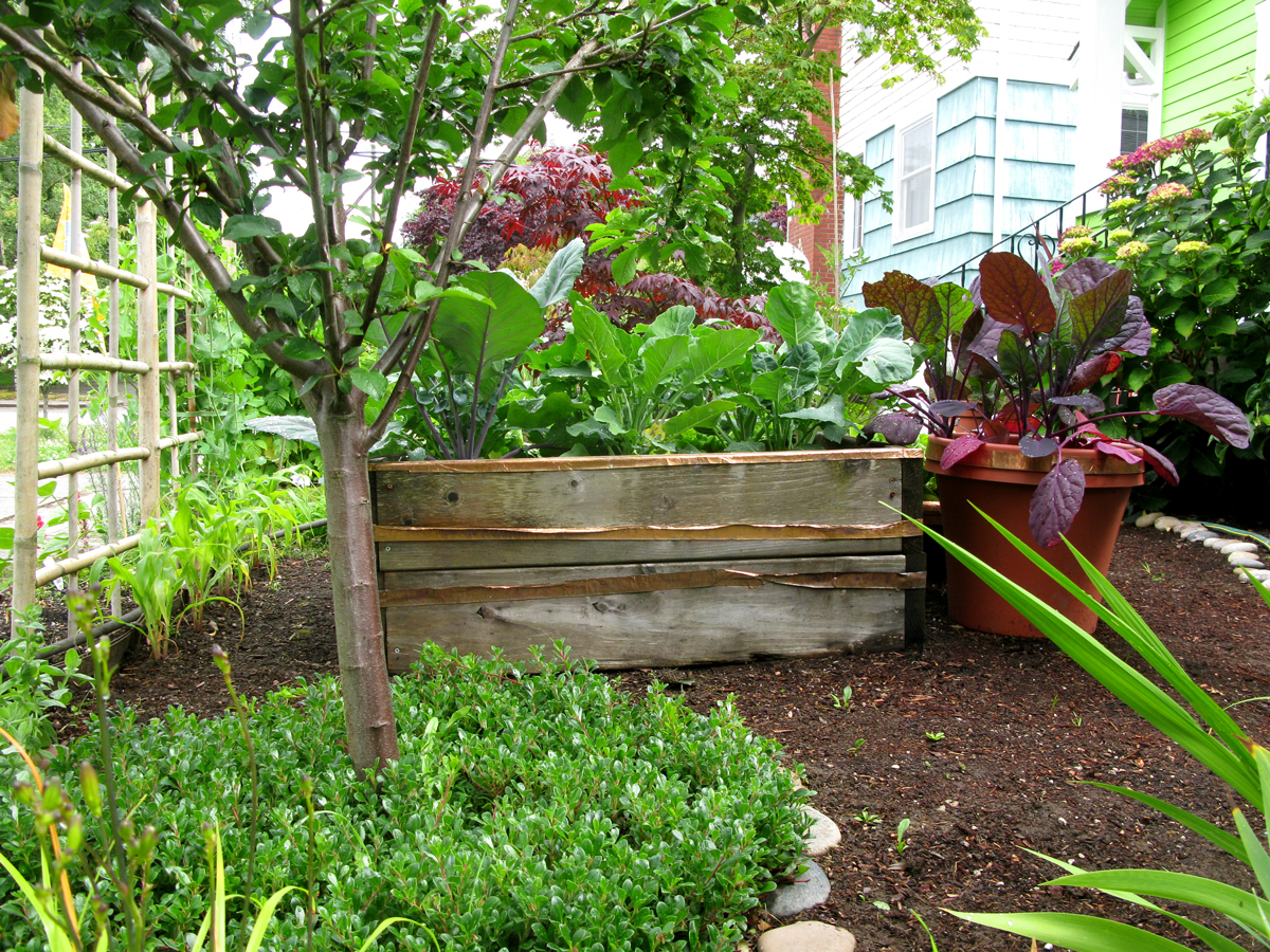Growing Edibles in Vancouver, British Columbia Vegetables in the Front