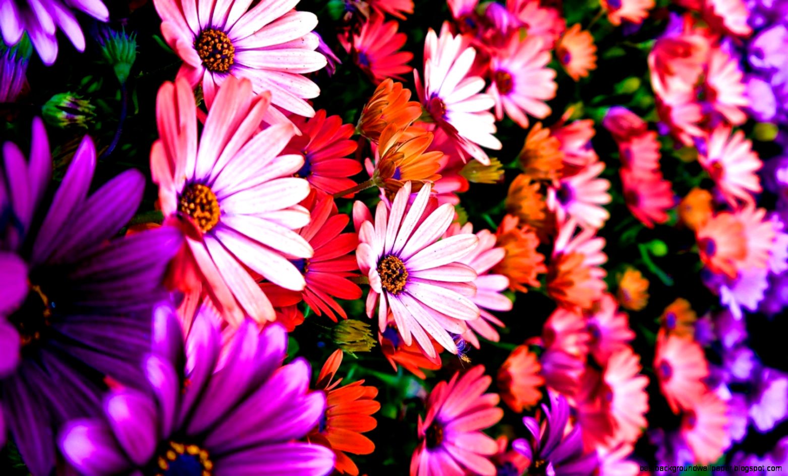 Vibrance Wallpaper – wallpapers is Vibrance Wallpaper – wallpapers is