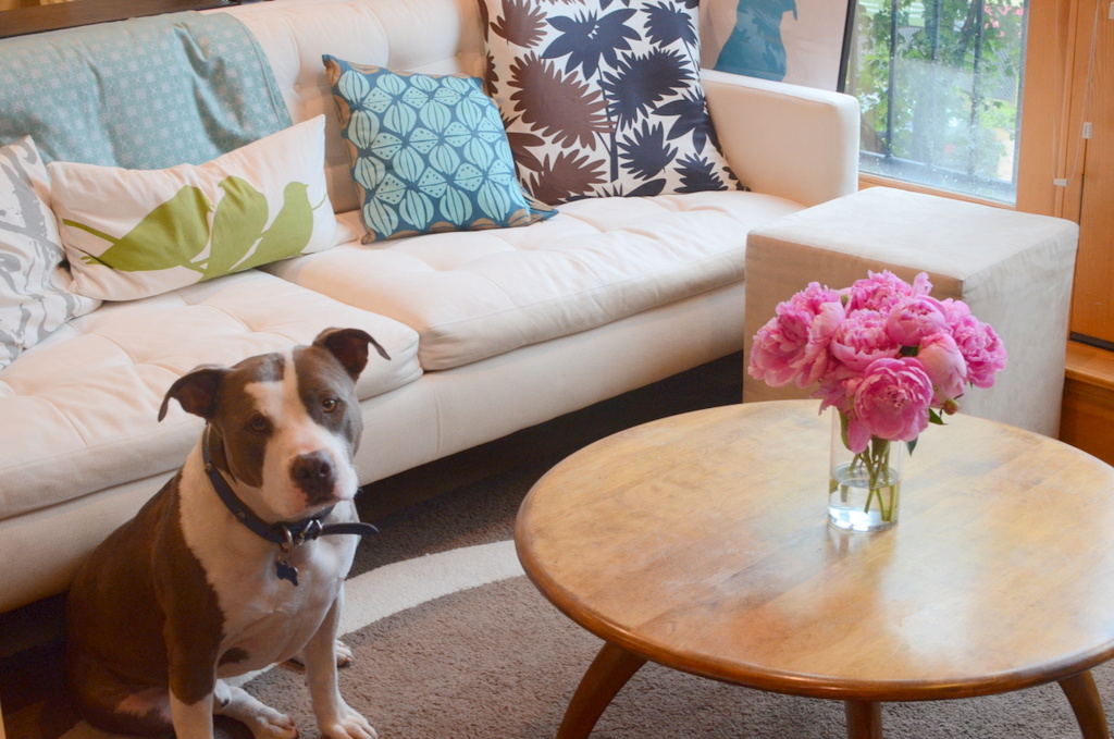 apartments for rent that accept pit bulls