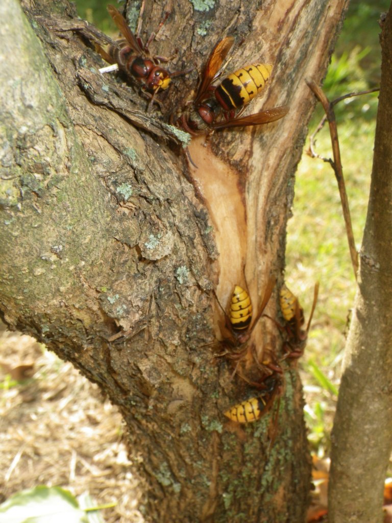 hornets european giant kill north america lilac bark branch girdling chewing nature beyond spot would way sap feeding