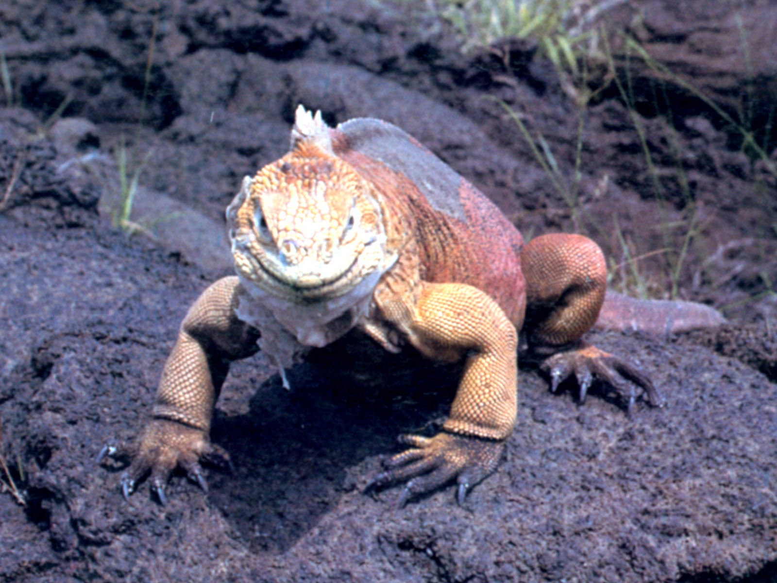 Land Iguana
