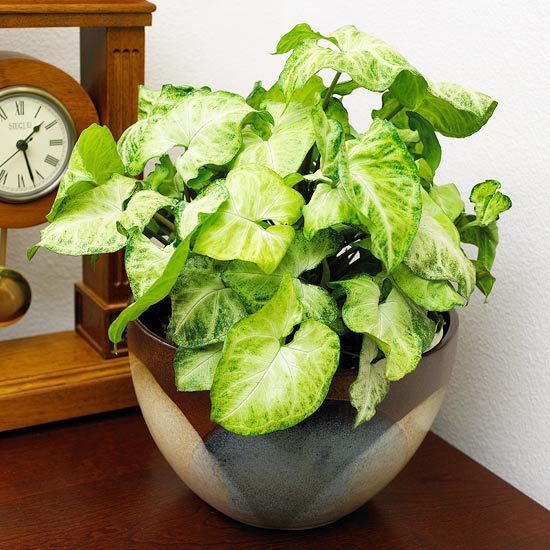 Easy To Grow Indoor Vine Plants