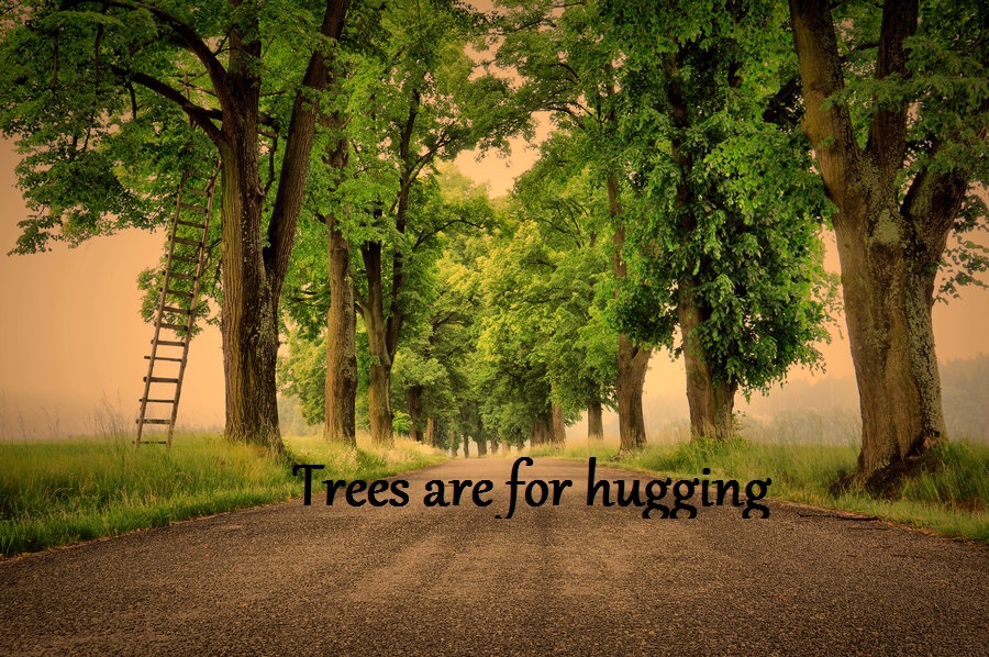 Trees are for hugging