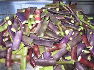 harvested beans ..unknown variety