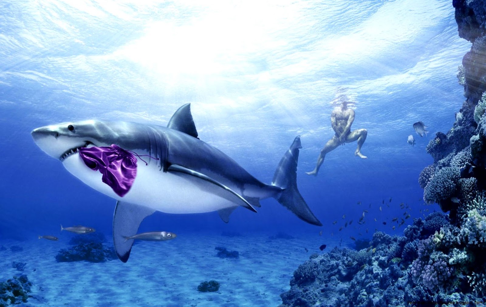 Funny Sharks Funny Sharks