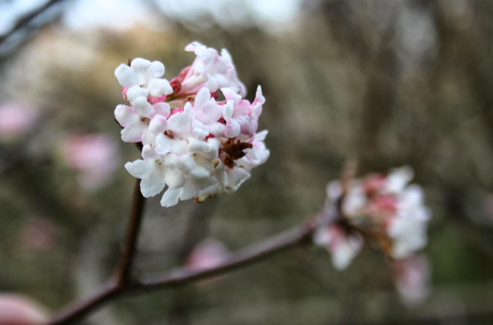 Feast Or Famine Winter Honeysuckle The Lonicera Fragrantissima