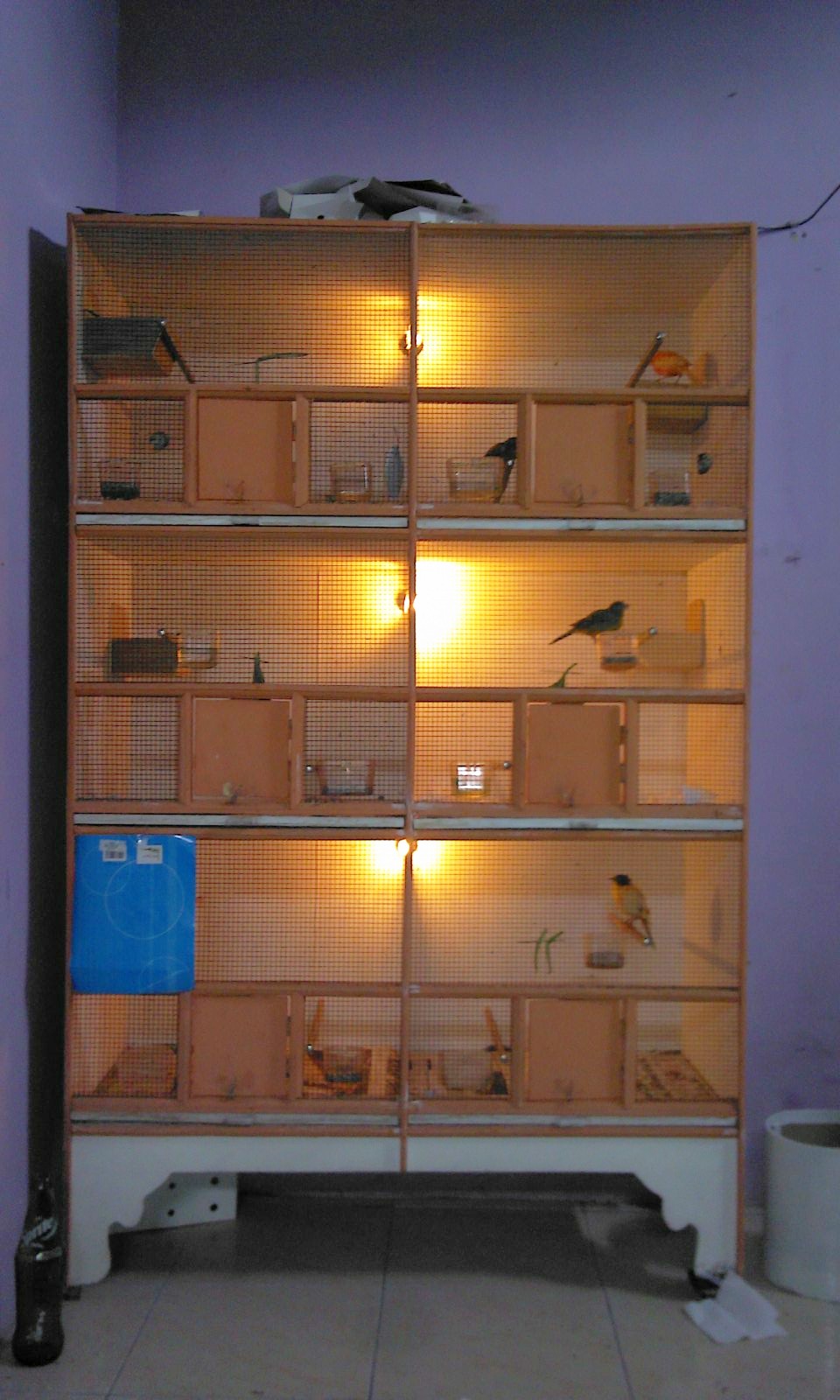Qos canary kandang breeding / ternak box untuk kenari