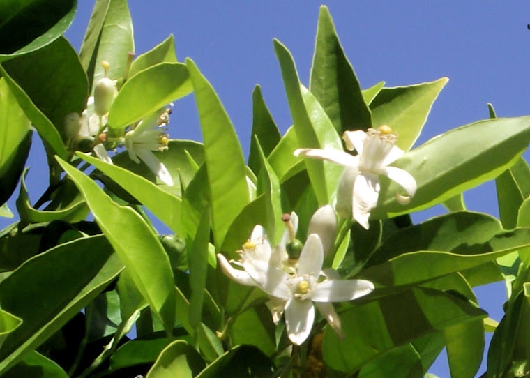 Citrus Blossoms