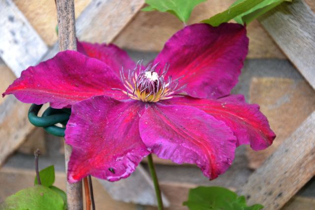 Vlinderstruik Buddleja Davidii Empire Blue