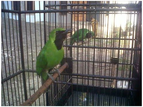 Cara Menangkar Burung Cucak Hijau menangkar cucak hijau,cara ternak burung cucak hijau,Cara Menangkar Burung Cucak Hijau