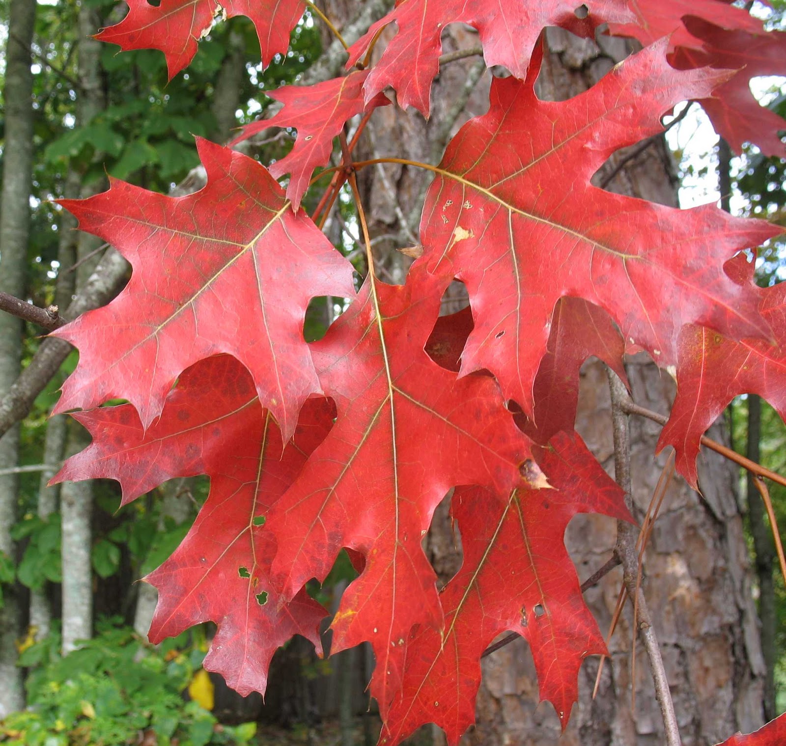 Itea Henry S Garnet Fall Color