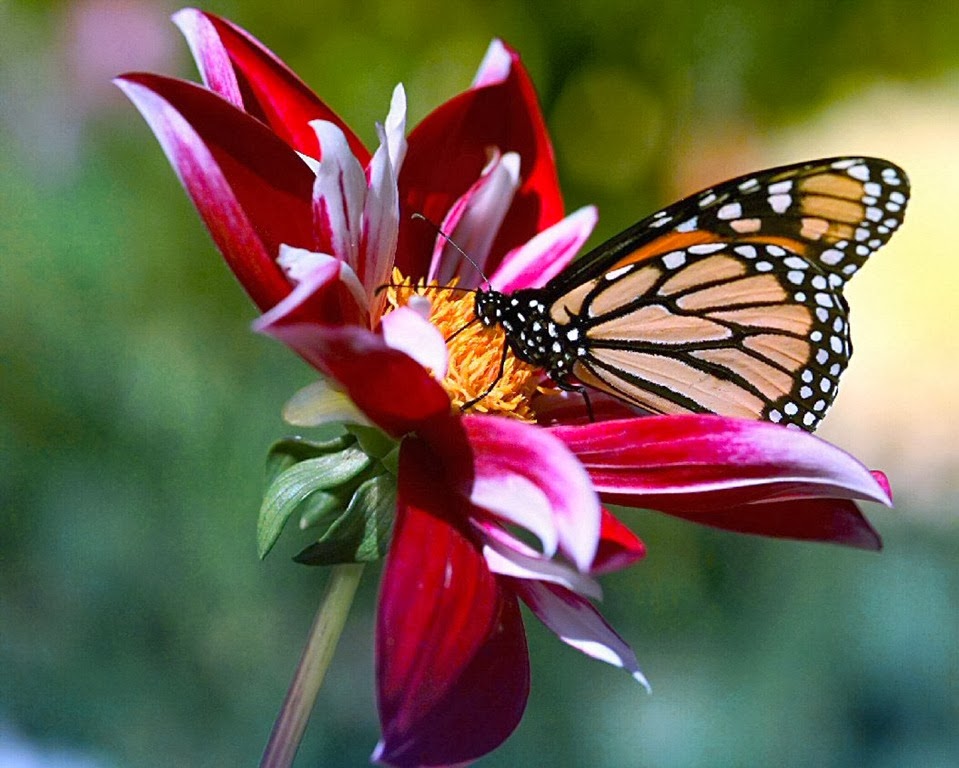 mariposas+reales1.jpg