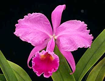 winter orchid pink