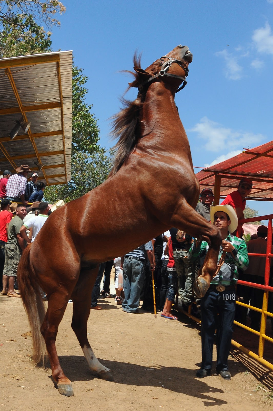 El ojo que te ve EL RODEO CUBANO VIVE