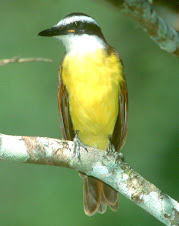 Fauna Bacia Taquari-Antas - Fonte: Aepan-ONG - Série: Aves