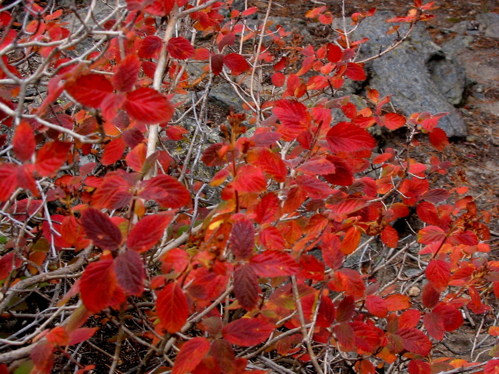 CO-Horts: Native plants for fall color