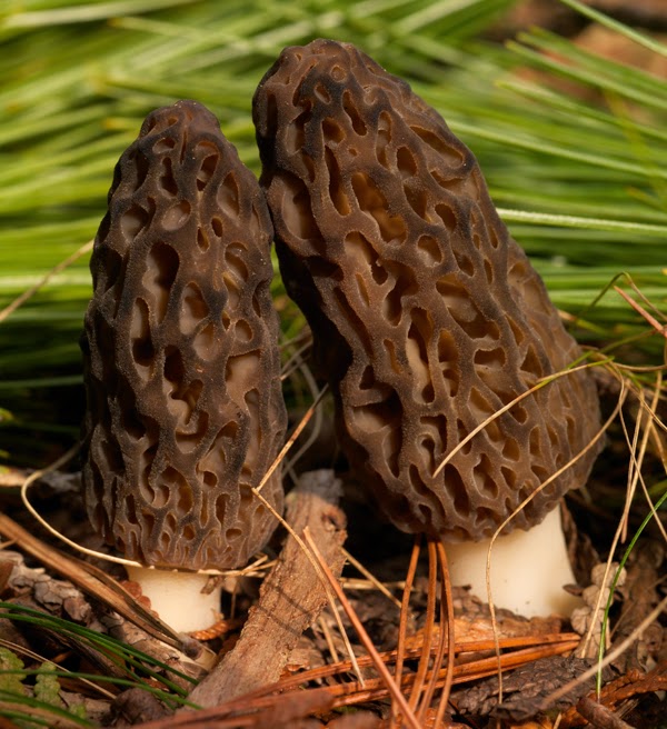 Pass The Chaga The Magic of Michigan's Morels
