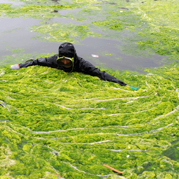 பாசிக்குள் என்னதான் செய்கிறார்கள். Algae+In+China+diver-gather