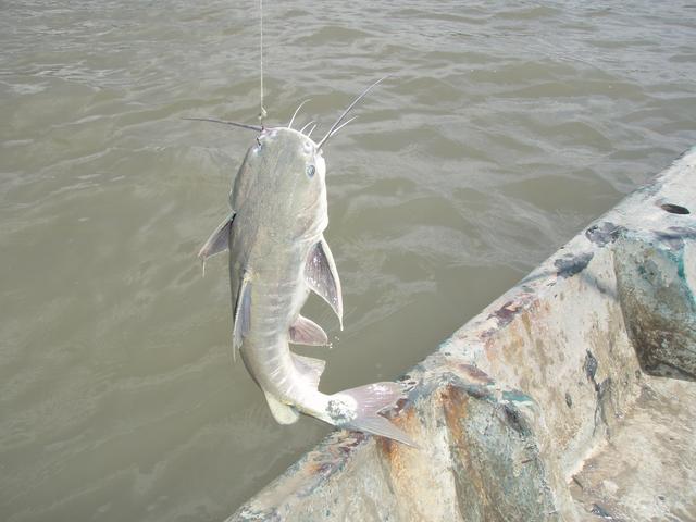 Ikan duri laut