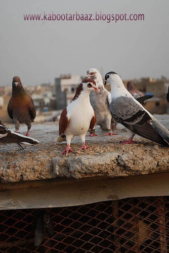Pigeons Pigeons