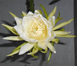 Branca c/tons verdes - Cactus Orquídea Epiphyllum