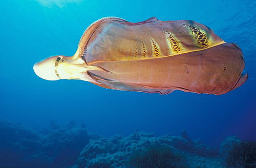 blanket-octopus-veil.jpg