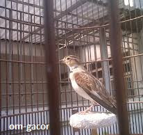Cara Merawat Burung Pek Ling Atau Pai Ling Agar Gacor Super Gacor