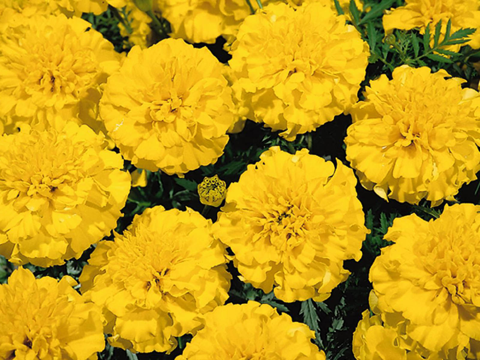 wallpaper: Marigold Flowers Wallpapers