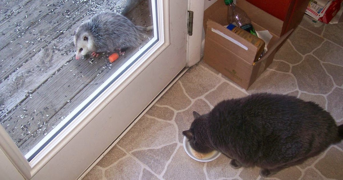 JOE'S POND, West Danville Vermont 'Possums in Vermont