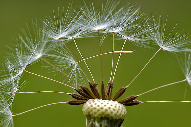 Fotos - Bilder - Pflanzen - Samen - Fallschirme Pusteblume des Löwenzahns