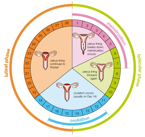 Menses Period Chart