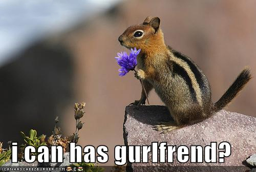 funny chipmunk funny chipmunk
