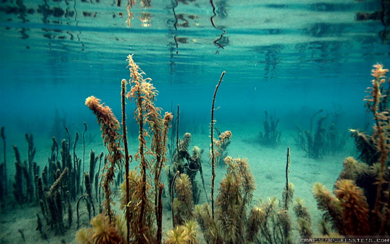 Underwater wallpapers 3   Crazy Frankenstein Underwater wallpapers 3   Crazy Frankenstein