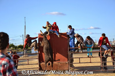 https://picasaweb.google.com/112628067891720623695/LancadaMontijoLargadaDeToirosReportagemFotografica18h250514#slideshow/6018503524521567026