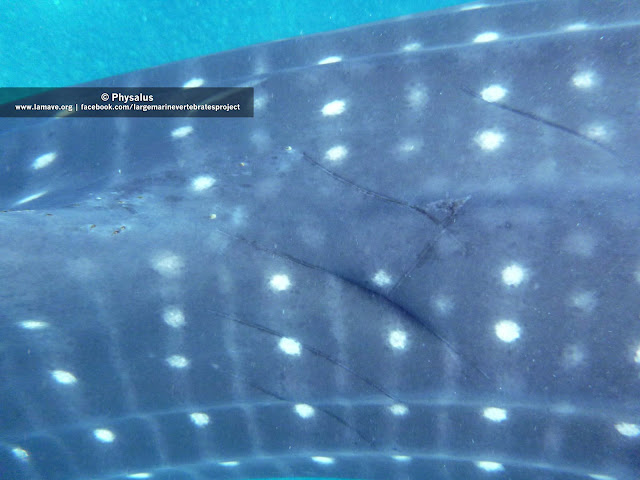 Propellor scars on a whale shark in Tan-awan, Oslob Propellor scars, whale shark, oslob