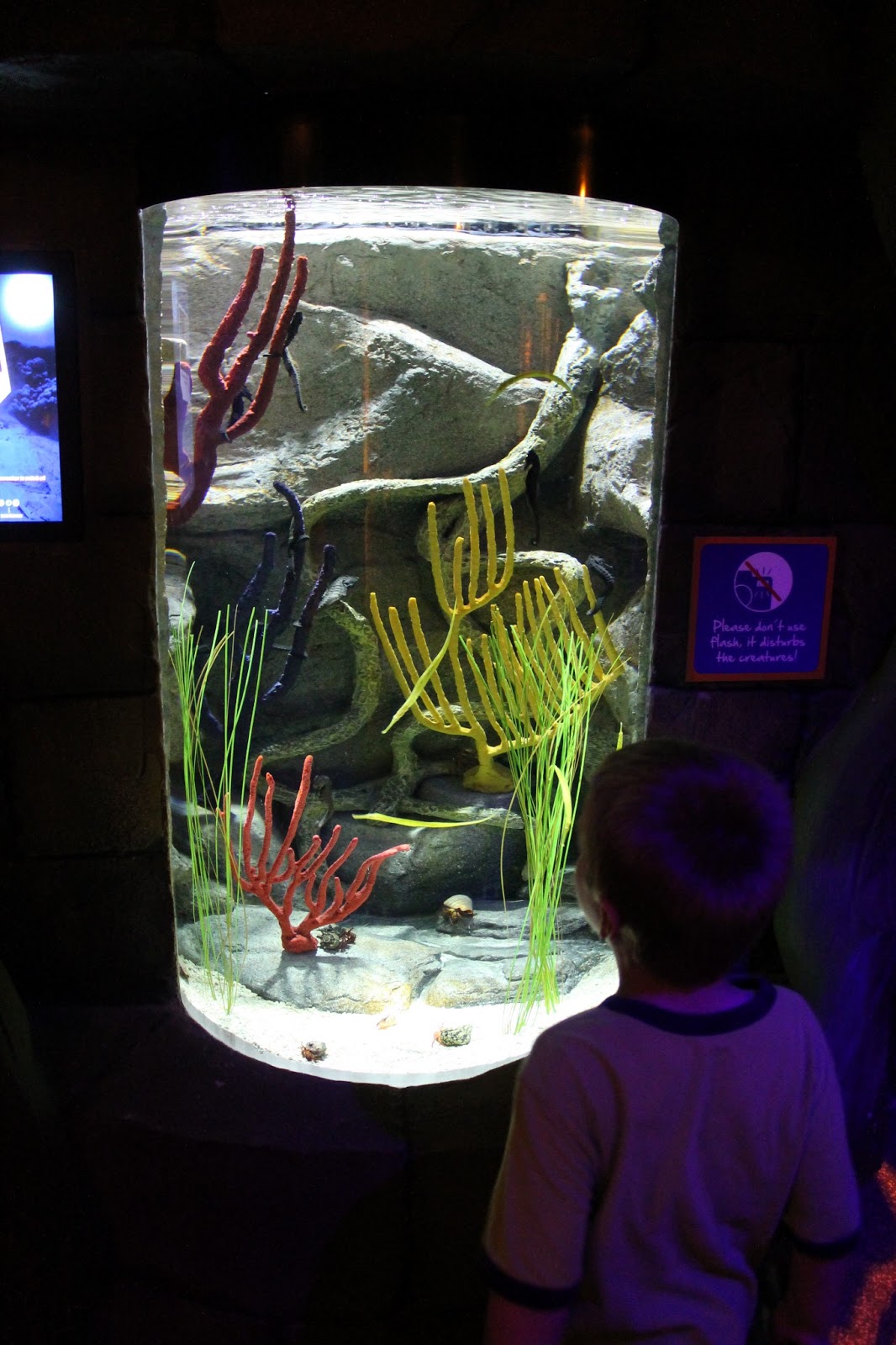 The Missouri Mom Sea Life Aquarium Kansas City, MO